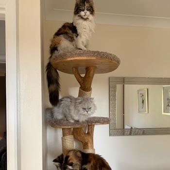 Maine Coons and Chinchilla Persian testing out their new bespoke cat tree - Photo submitted by owner