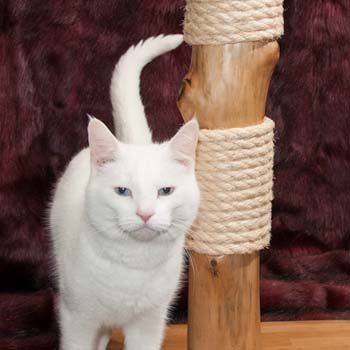 Bespoke real wood cat scratching post with 12mm natural Sisal rope
