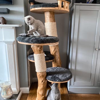 Reggie & Ronnie checking out their new 4ft bespoke cat tree, Kelly knows how to spoil them :) - Photo submitted by owner