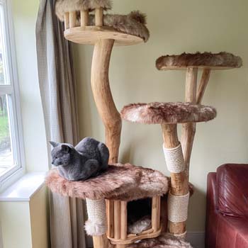 Kitty TV prime position Russian Blue on large bespoke cat tree - Photo submitted by owner