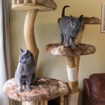 Lenka and Kasper two Russian Blue cats investigating their new large bespoke cat tree - Photo submitted by owner
