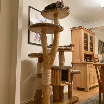 Bespoke large wooden Main Coon cat tree - Photo submitted by owners
