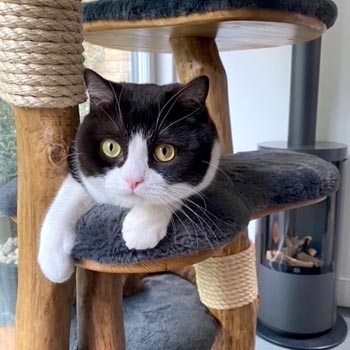 Casper testing out his new cat tree - Photo submitted by owners
