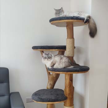Two stunning Siberian Neva cats relaxing on their bespoke cat tree - Photo submitted by owners
