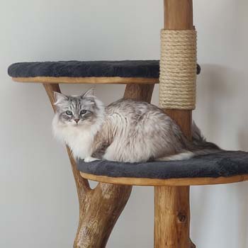 Close-up real wood cat tree and stunning Siberian Neva cat - Photo submitted by owners