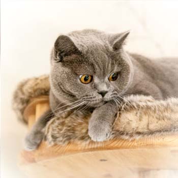 Beautiful British Short Hair cat looking at home in it's new kitty bed atop of their bespoke cat tree