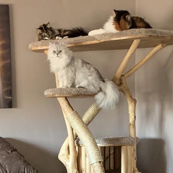 Frontroom Maine Coon large cat tree - Photo submitted by owner