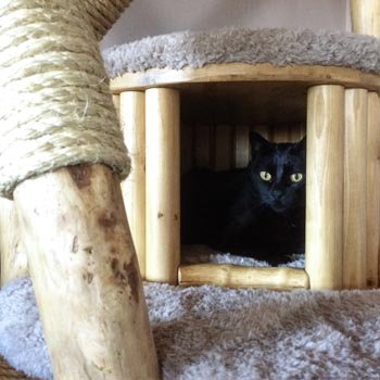 Cat chilling in kitty cabin fitted in bespoke cat tree