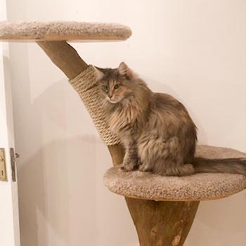 Bespoke cat climber for Maine Coon cats - Photo submitted by owner