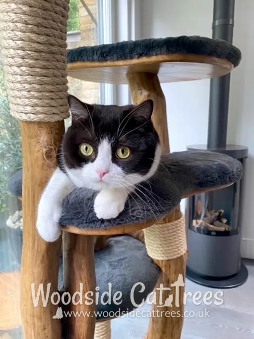 British Shorthair enjoying his luxury rustic wooden cat tree - More in the Gallery