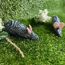 denim-catnip-mice.webp
