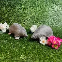 Catnip Moggie-Mole, Soft Cat Toy
